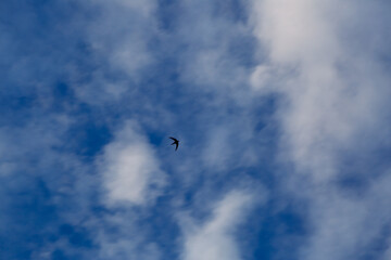 A bird in the sky flying