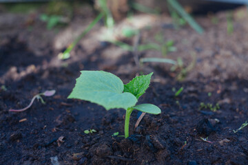 Cucumber sprout