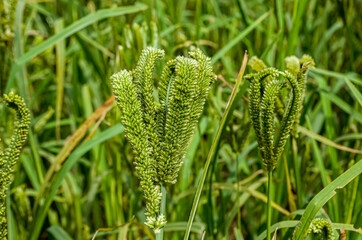 Finger Millet crop short-day plant farming at field good for diet food and health. This pic taken...