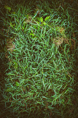 background of dew drops on bright green grass