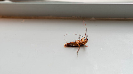 A cockroach is lying on a white tile floor.The German cockroach (Blattella germanica). Common bacteria barrier animal/bug.