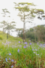 Close up shot of purple Murdannia giganteum on a misty day in the forest. Blur backdrop of green meadow, pine tree, and a flower field in a soft tone. Feeling fresh and relax. There is a copy space.