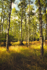 Obraz premium autumn forest in the morning