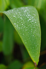 Background image of the green leaf with dews in the rain season, Thailand. There is a focus in the middle and the outside blur. Feeling fresh and cool. The idea for grass background with copy space.