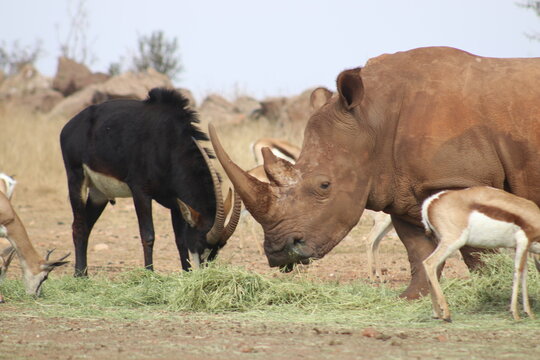 Photo Taken in Lion and Rhino Reserve, Krugersdorp