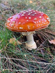 fly agaric mushroom