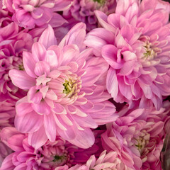 pink chrysanthemum flowers close up, natural pattern background