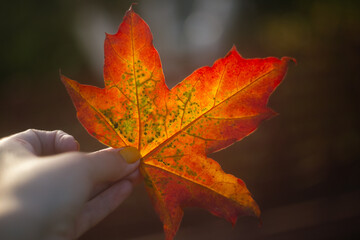 Female hand keeping bright maple leave. Autumn background. Copy spacewet