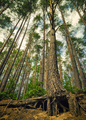 tree in the forest