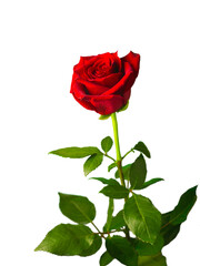 Fototapeta premium Red rose on a white background, isolate
