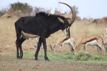 Photo Taken in Lion and Rhino Reserve, Krugersdorp