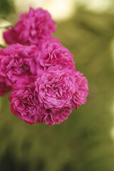 Pink rose in a garden 