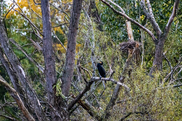 A great cormorant sitting on an old tree on a little island in the so lake called Sieglarer See in Germany at a rainy day in autumn with geese on it.