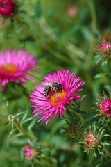 Pinke Aster mit einer Biene im Garten 