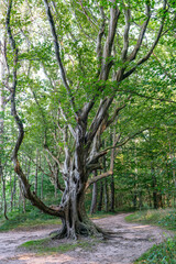 Unusual ent-like old tree at the fairy forest on Ruegen island
