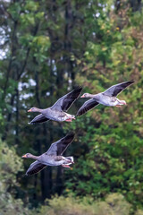 Geese flying over a little lake called Sieglarer See in Germany at a cloudy day in autumn.