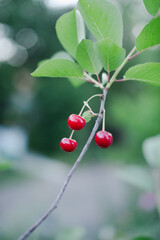 Obraz premium Cherry ripe in the country on a branch with a blurred green background