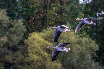 Geese flying over a little lake called Sieglarer See in Germany at a cloudy day in autumn.