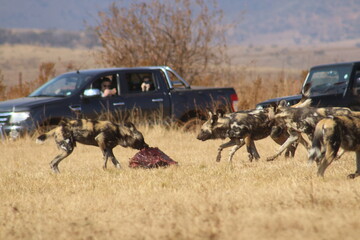 Photo Taken in Lion and Rhino Reserve, Krugersdorp