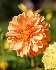 Orange dahlia in the garden