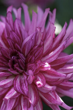 Pink and white patterned dahlia 