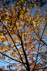 foglie autunno colori autunnali bosco colorato panorama 