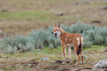 Naklejka na ściany i meble Ethiopian Wolf (Canis simensis), Bale mountains national park, Ethiopia