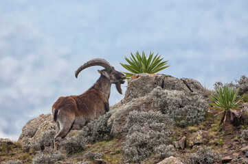 Walia Ibex (Capra walie) feeding on giant lobelia, Simien mountains national park, Amhara region, North Ethiopia - obrazy, fototapety, plakaty