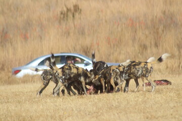 Photo Taken in Lion and Rhino Reserve, Krugersdorp