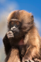 Obraz premium Baby Gelada baboon (Theropithecus Gelada), Simien mountains national park, Amhara region, North Ethiopia