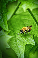 fly on leaf