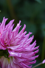 Pink and white patterned dahlia 