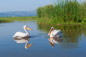 White pelicans (Pelecanus onocrotalus), Awasa harbor, Ethiopia