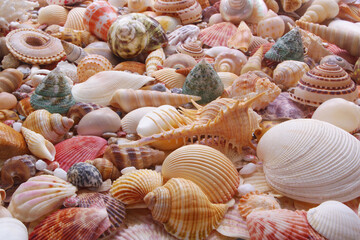 Seashells background