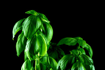 Basil Plant Isolated Against a Black Background