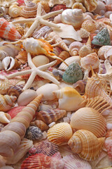 Many tropical colorful seashells, corals and starfishes mixed