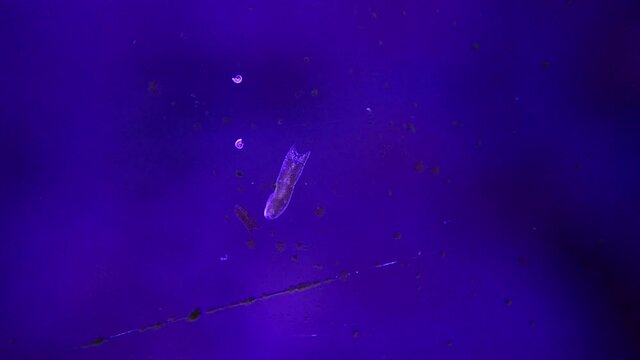 4K Footage of Ghost flatworm - Maricola (Planarian) triclad flatworms in reef aquarium glass