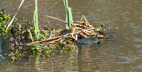 Close up of Eurasian coot (Fulica atra)
