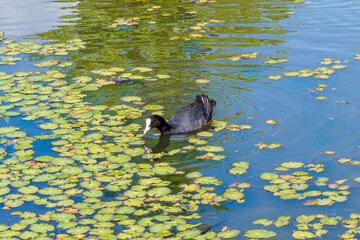Close up of Eurasian coot (Fulica atra)
