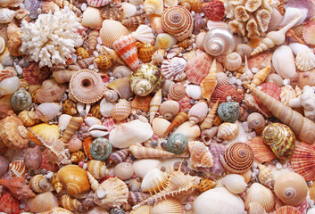 Seashells and corals as background, sea shells collection