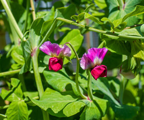 Close up of Pea flower (Pisum sativum)
