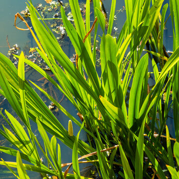 Close up of blooming Sweet Flag (Acorus calamus)
