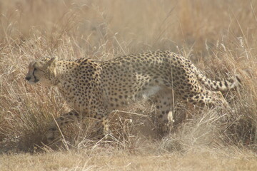 Naklejka premium Photo Taken in Lion and Rhino Reserve, Krugersdorp