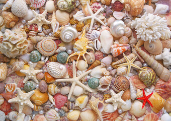 Many tropical colorful seashells, corals and starfishes mixed with pearls