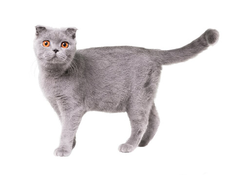 Domestic animals. Gray cat with orange eyes