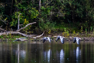 Geese flying over a little lake called Sieglarer See in Germany at a cloudy day in autumn.