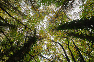 trees in the forest