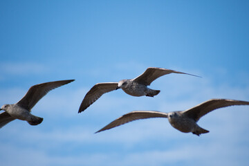 Three fledgling Herring Gulls in flight