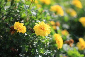 花の写真