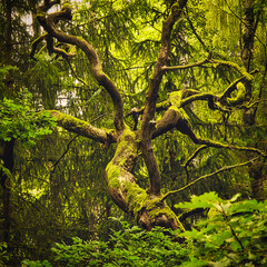 tree in the forest